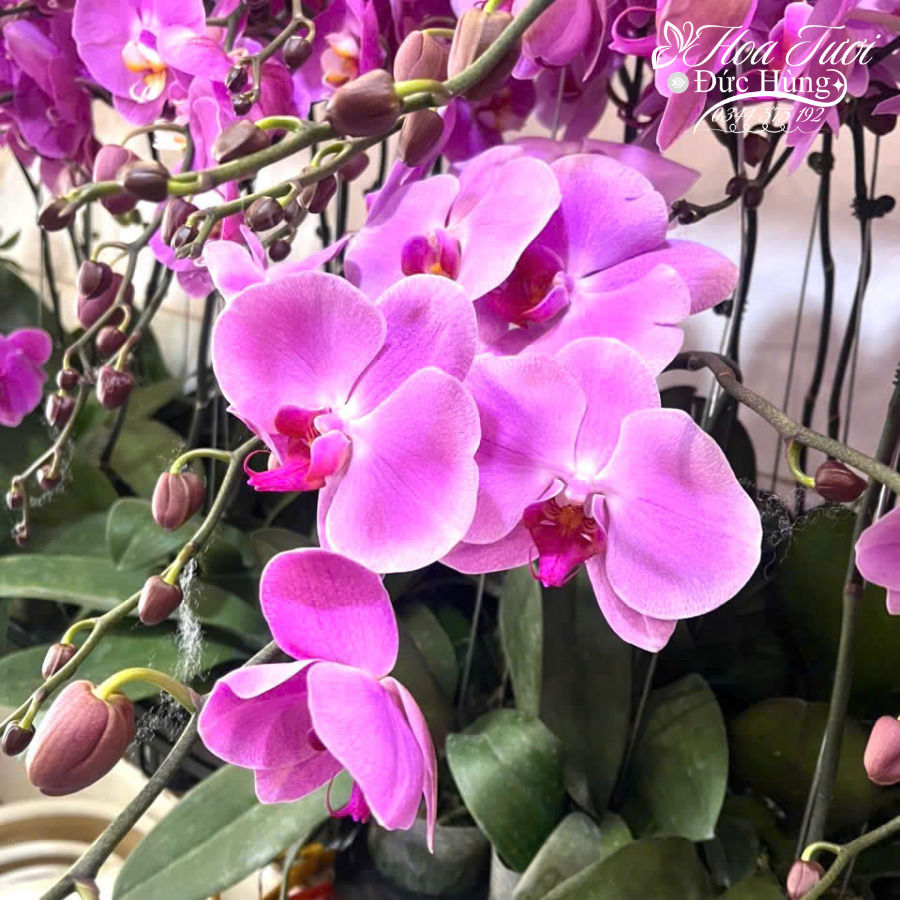 cành lan hồ điệp tím tặng khai trương sang trọng